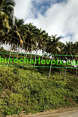 Плантація молодих кокосових пальм