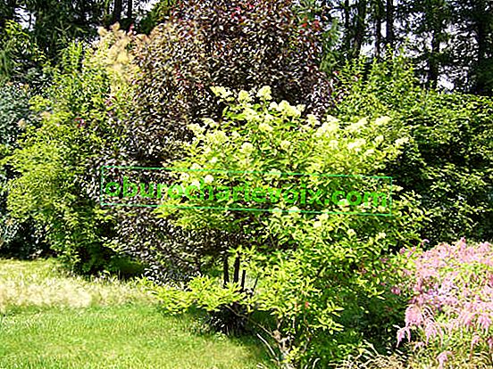 Hydrangea paniculata v pokrajini