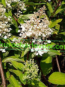 Hortenzija paniculata Kyushu