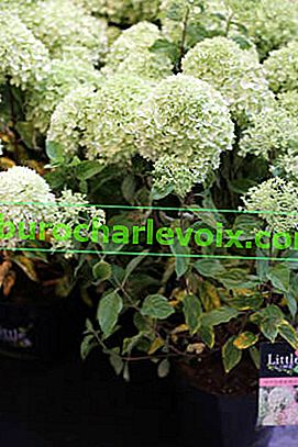 Hydrangea paniculata Limette
