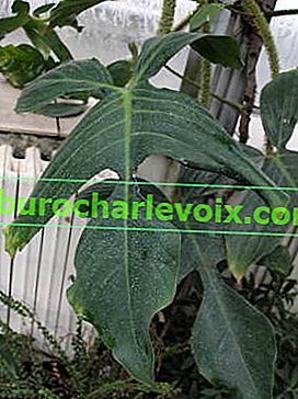 Šupinatý filodendron (Philodendron squamiferum)