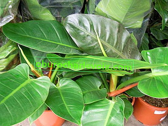 Filodendron Imperial Green