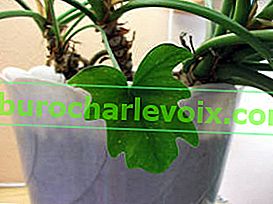 Philodendron Xanadu, juvenilni list
