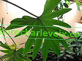 Philodendron Xanadu, yetişkin yaprak