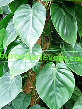 Ivy Philodendron (Philodendron hederaceum)