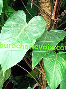 Philodendron kızarma (Philodendron erubescens)