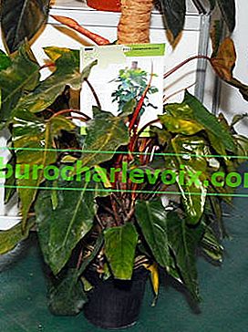 Philodendron Kırmızı Zümrüt