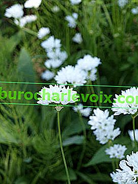 Bärenzwiebel (Allium ursinum)
