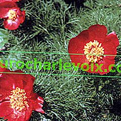 Tankolisni božur (Paeonia tenuifolia)