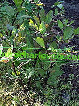 Обикновена беладона (Atropa beladonna)