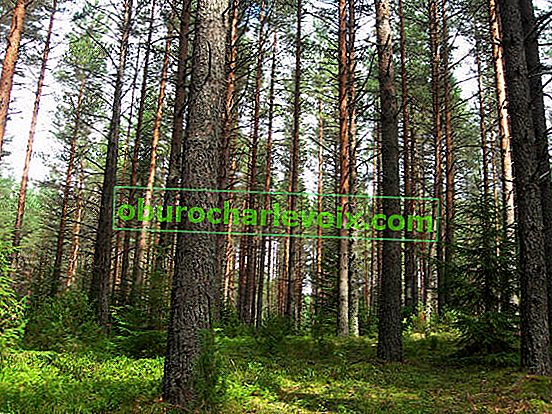 Borova šuma