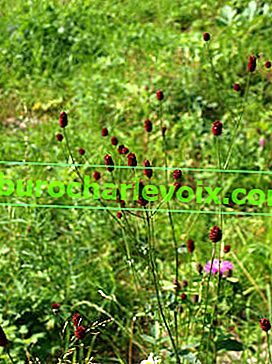 Burnet léčivý (Sanguisorba officinalis)
