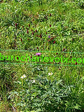 Burnet léčivý (Sanguisorba officinalis)