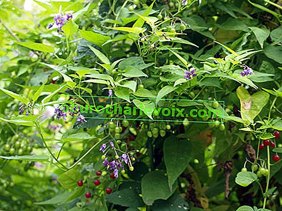 Gorko-slatki noćurak (Solanum dulcamara)