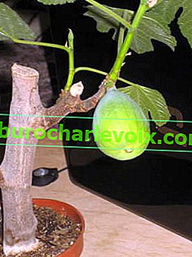 Смокиня или фикус карика (Ficus carica)