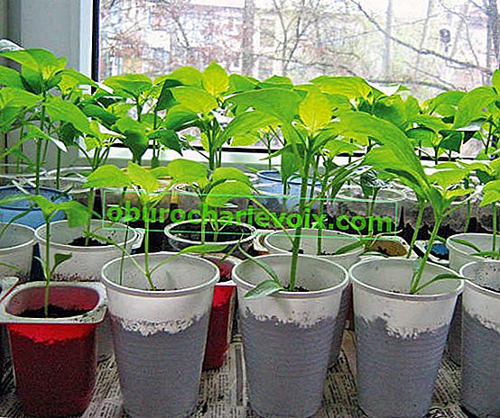 Paprika: sadnice na prozorskoj dasci