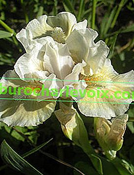 Kapljica irisa (MDB) - dvotonska, iridescentna, poluparna, valovita