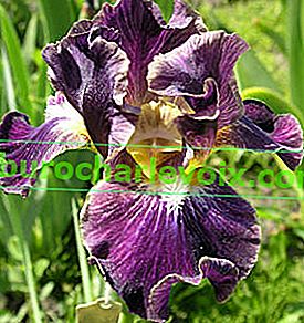 Iris crni ribiz (IB) - luminatni, poluparni, valoviti