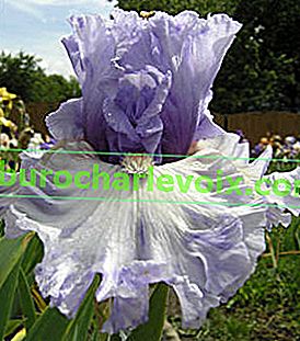 Iris Adoregon (TB) - zwei Tonnen umgekehrt, halbdampfend, stark gewellt