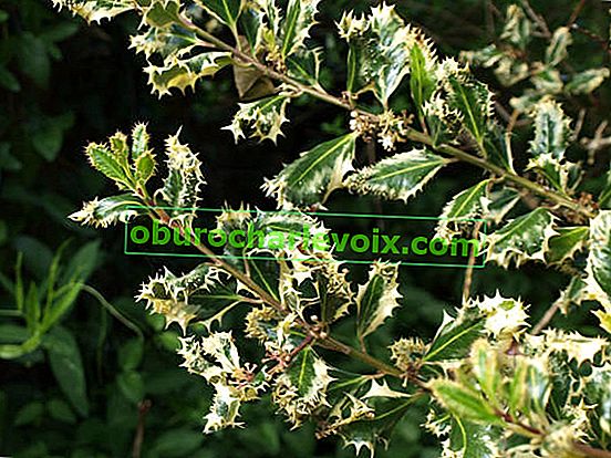 Holly (Ilex aquifolium), kvetoucí