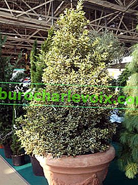 Holly (Ilex aquifolium) Aureomarginata 