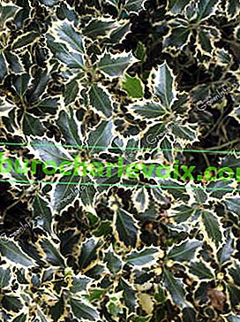 Holly (Ilex aquifolium) Aureomarginata