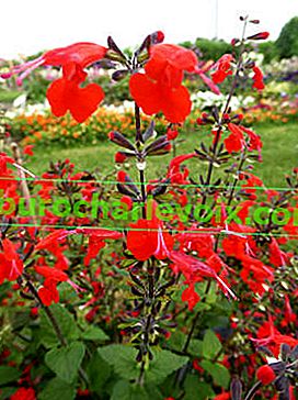Salvia coccinea Jewel Red