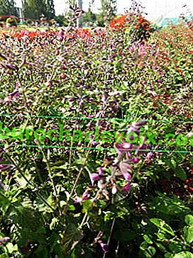Salvia coccinea Jewel Lavender 