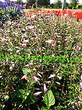 Salvia coccinea Jewel Pink 