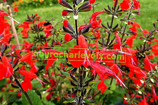 Salvia coccinea Jewel Red