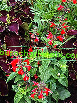 Salvia jasně červená (Salvia coccinea)