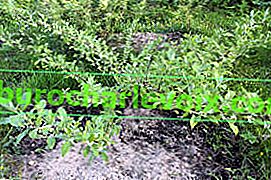 Акигуми или чадър издънка (Elaeagnus umbellata), образуване на храсти