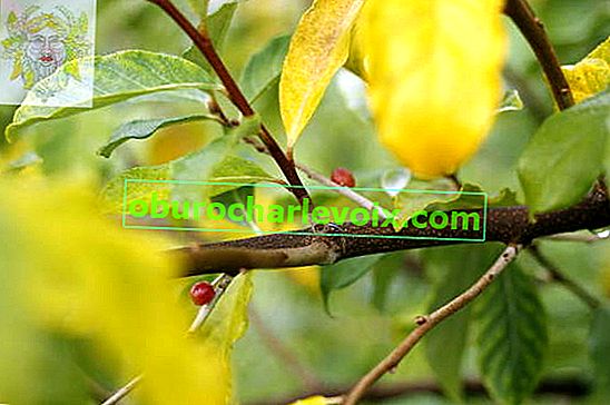 Akigumi nebo deštník přísavník (Elaeagnus umbellata)