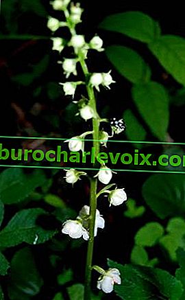Zimzelen okruglolisni (Pyrola rotundifolia)