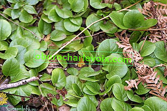 Кръглолистна зимна зеленина (Pyrola rotundifolia)
