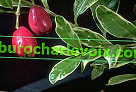 Syzygium paniculata пъстра