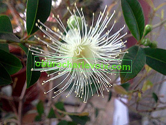 Syzygium paniculata (Syzygium paniculatum) 