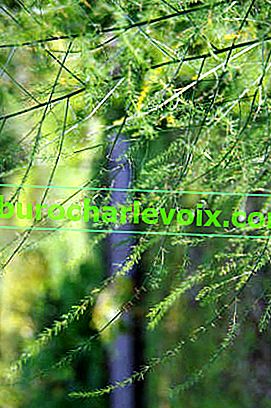 Ljekovita šparoga ili ljekarna (Asparagus officinalis) 