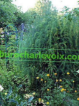 Ljekovita šparoga ili ljekarna (Asparagus officinalis) 