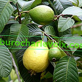Uobičajena guava