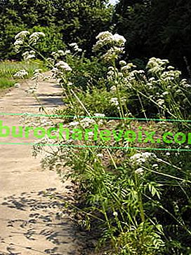 Валериана лекарствена (Valeriana officinalis)