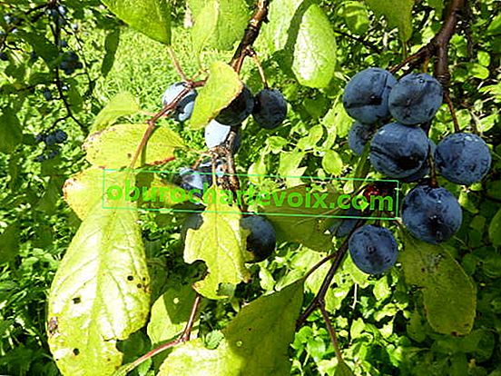 Schwarzdorn oder stachelige Pflaume (Prunus spinosa)
