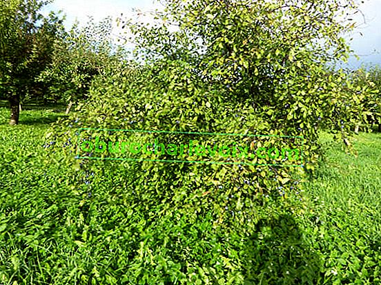 Karaçalı veya dikenli erik (Prunus spinosa)