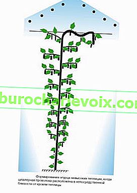 Tvorba okurek ve vysokých sklenících, když je mřížkový drát blízko střechy skleníku