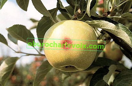 яблунева плодожерка
