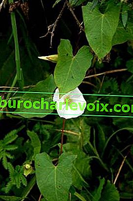 Field bindweed - zdravilni plevel