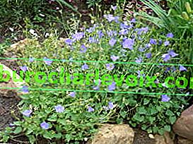 Дзвоник карпатський (Campanula carpatica)