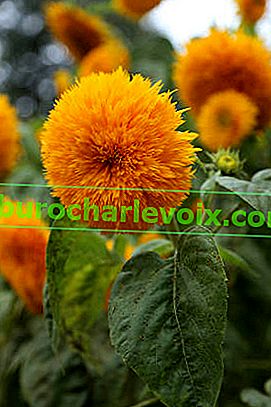 Okrasná slunečnice (Giant Sungold)