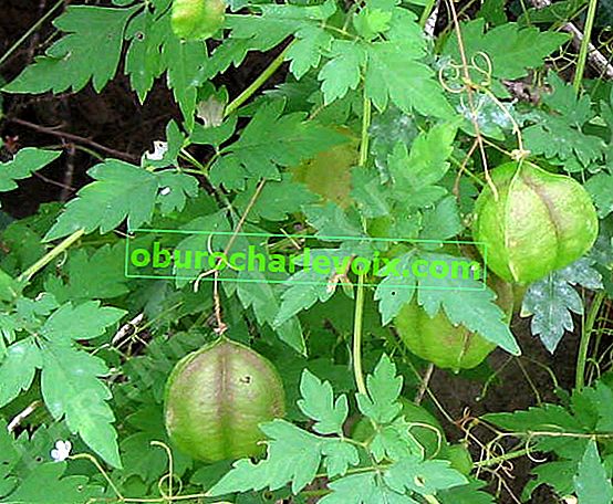Halikakabian cardiospermum - enoletna zdravilna trta