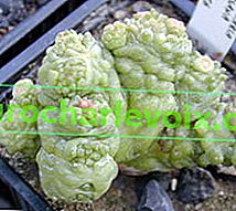 Mammillaria Bocasana Fred